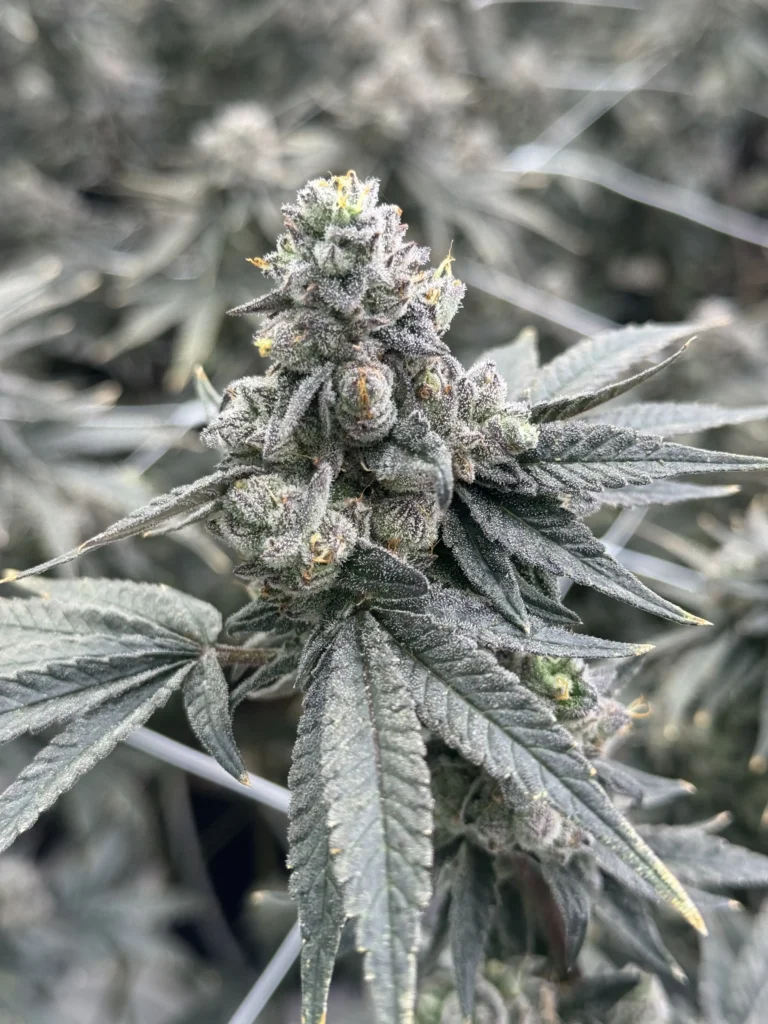 Late flower
